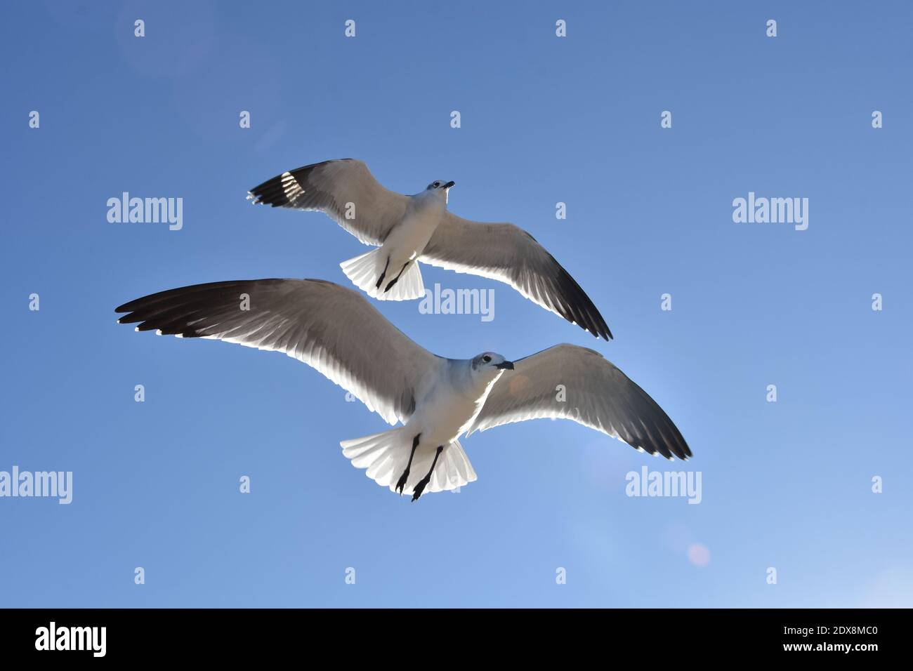 Due gabbiani in volo. Sfondo blu cielo. Spazio di copia. Foto Stock