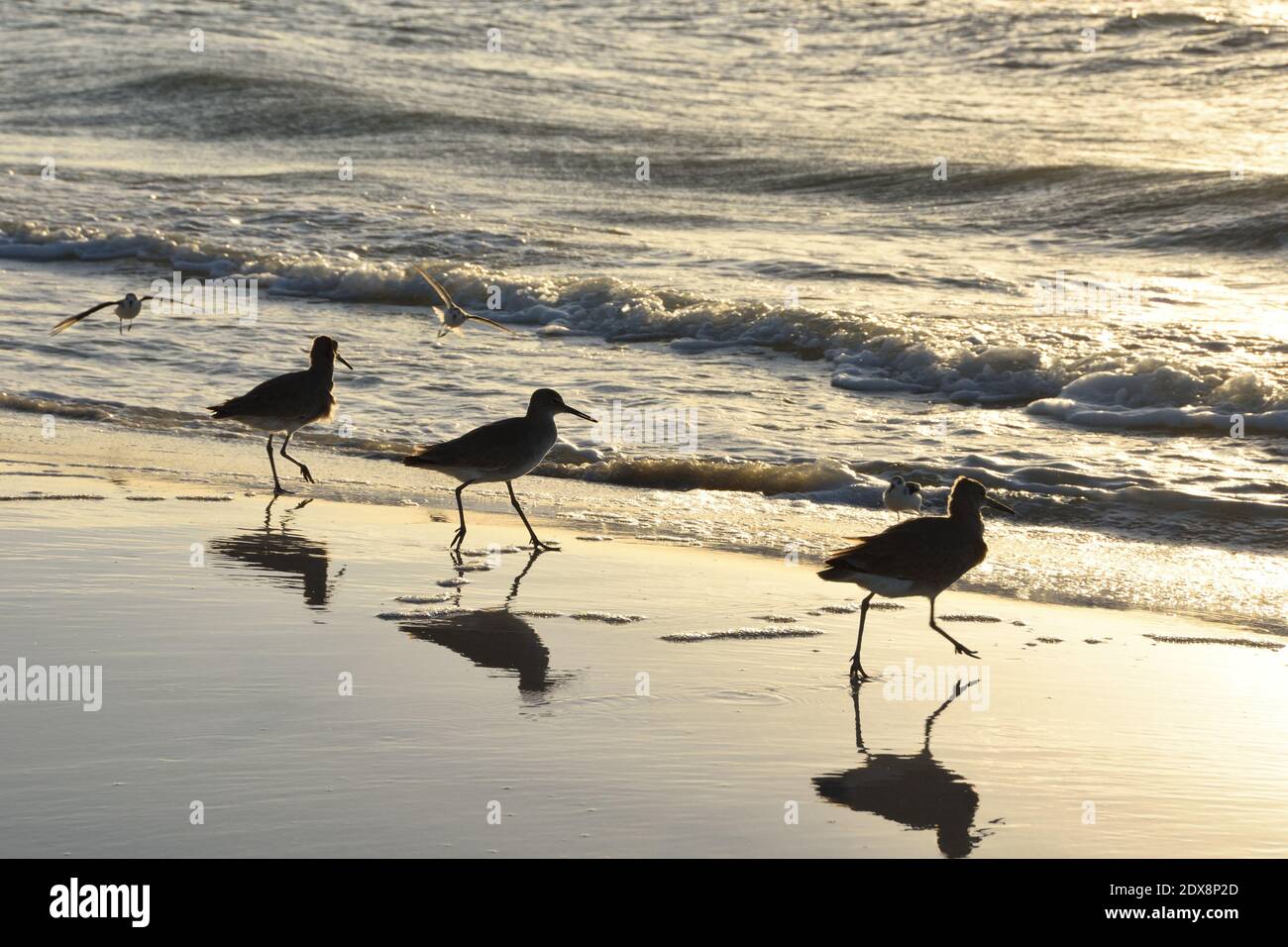 Tre sandpipers con i loro riflessi, camminando lungo la spiaggia nel tardo pomeriggio. Due uccelli che volano sullo sfondo. Il sole è impostato. Spazio di copia. Foto Stock