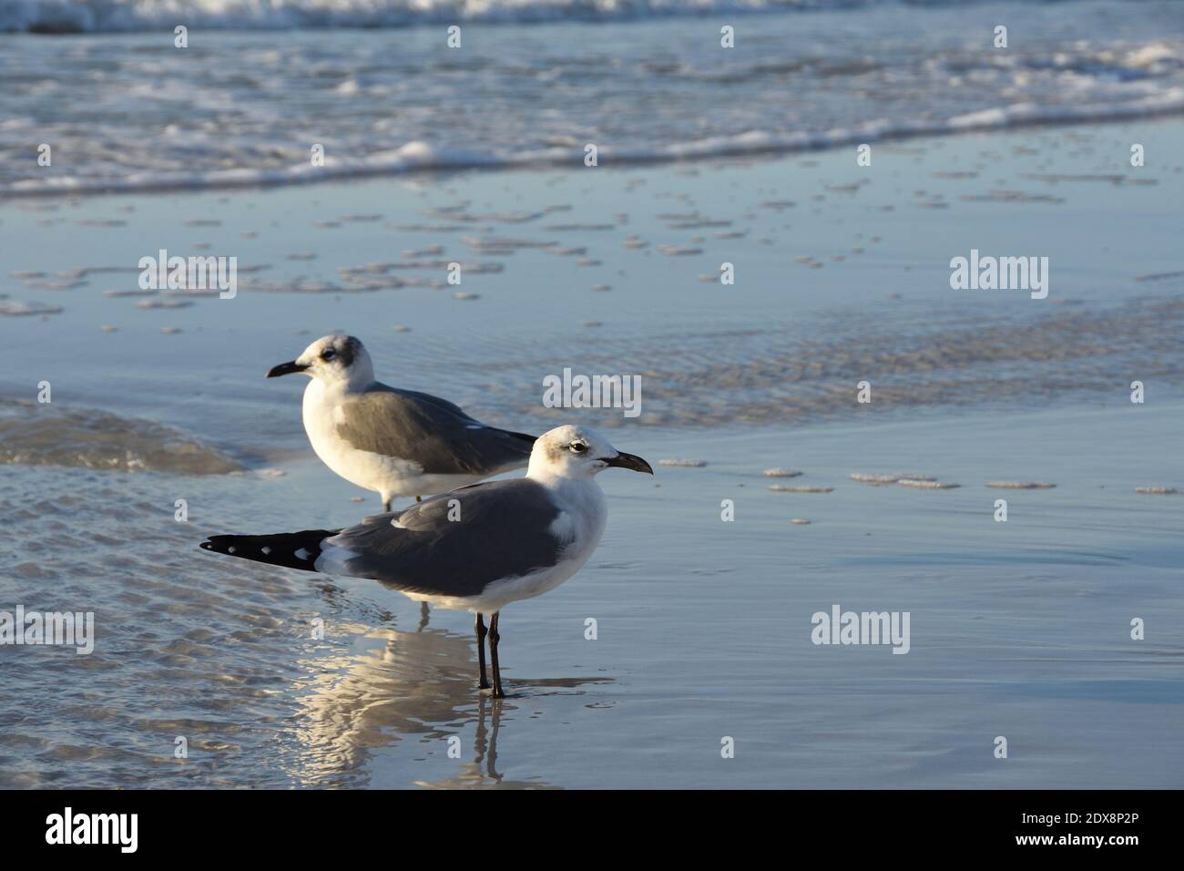 Due Seagulls sulla spiaggia guardando in direzione opposta. Sfondo. Spazio di copia. Clearwater Beach, Tampa, Florida, Stati Uniti Foto Stock