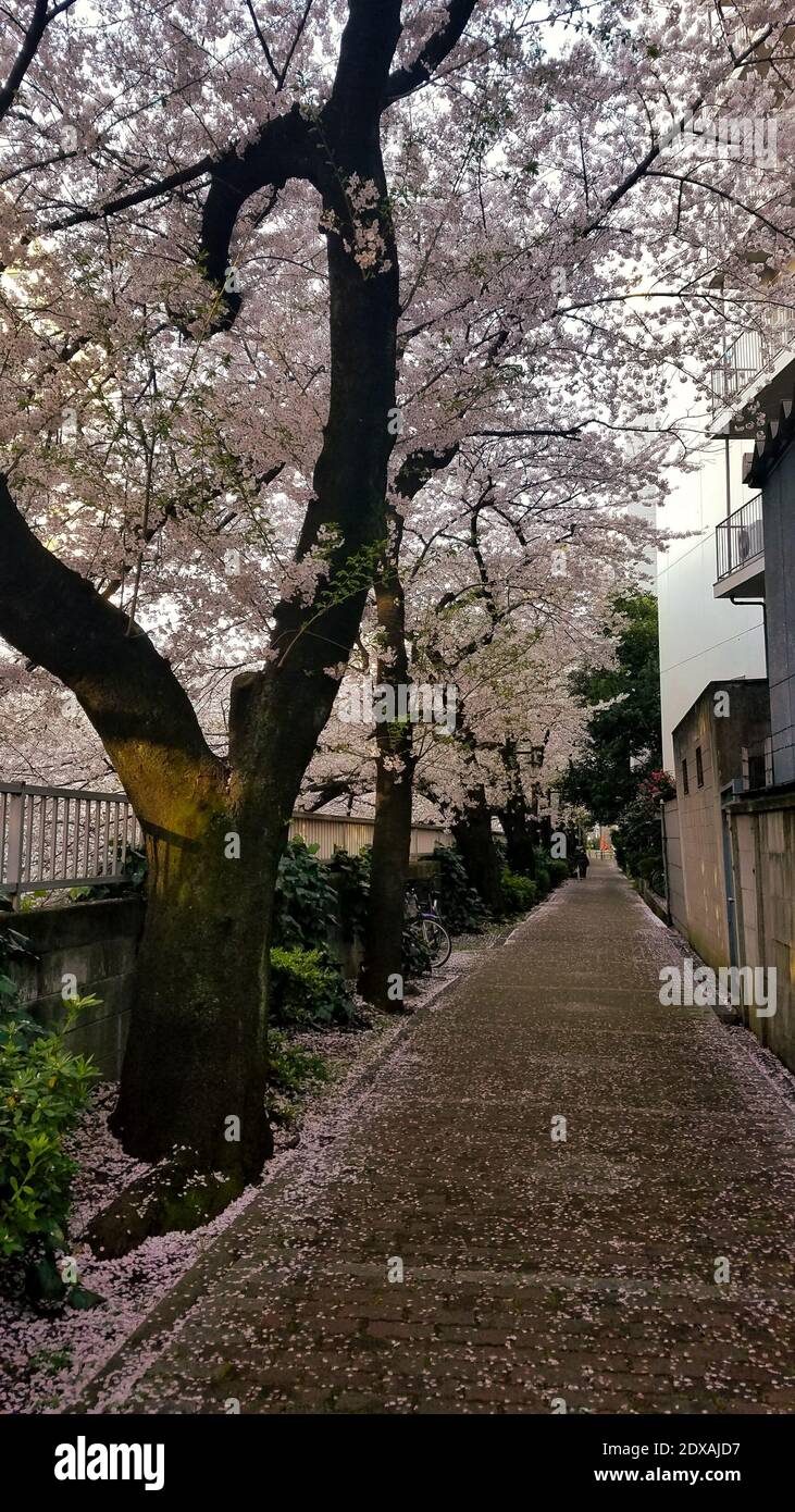 Fioritura dei ciliegi su una strada giapponese Foto Stock