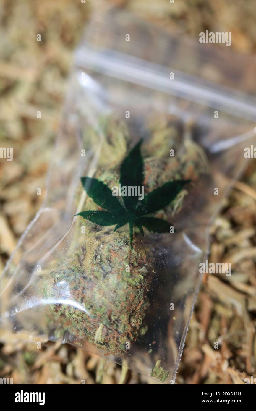 Marihuana super limone foschia in piccolo bug macro cinquanta megapixel cannabis medica Foto Stock
