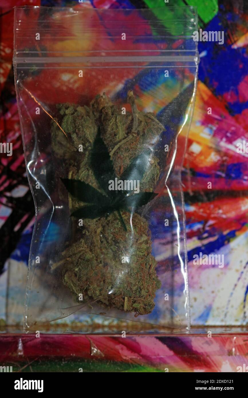 Marihuana super limone foschia in piccolo bug macro cinquanta megapixel cannabis medica Foto Stock