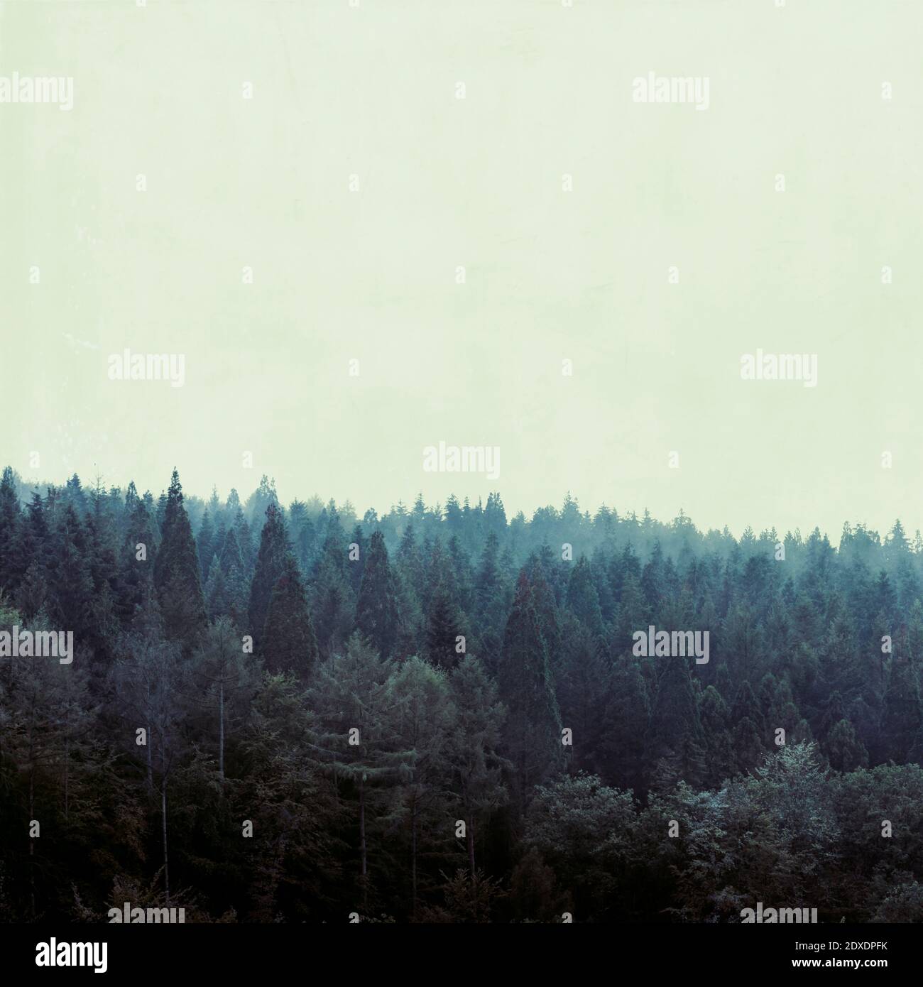 Herbstwald im Nebel, texturierte Fotografie, Wuppertal, Deutschland Foto Stock