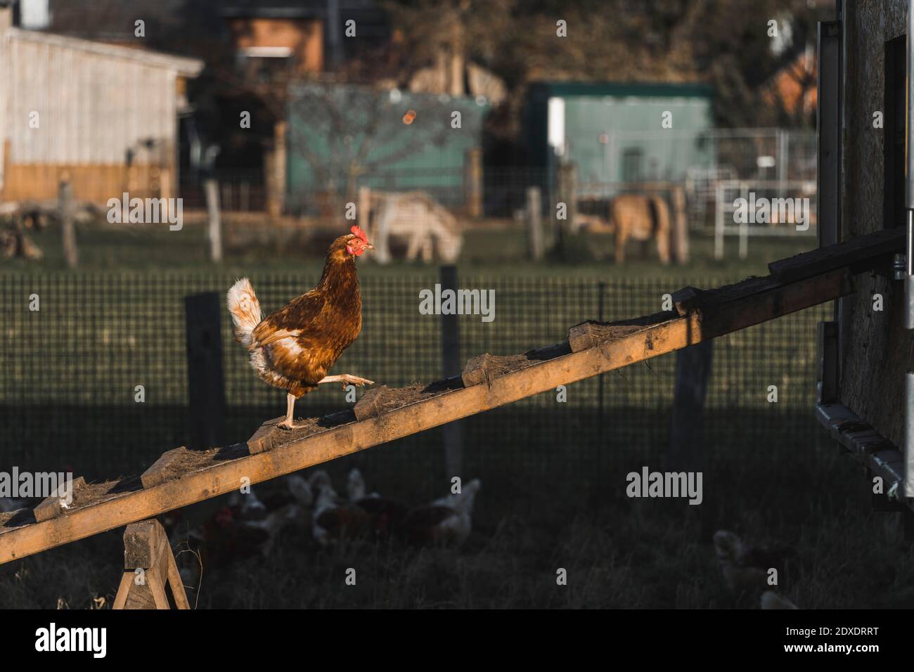 Pollo che cammina all'interno della gabbia di pollo Foto Stock