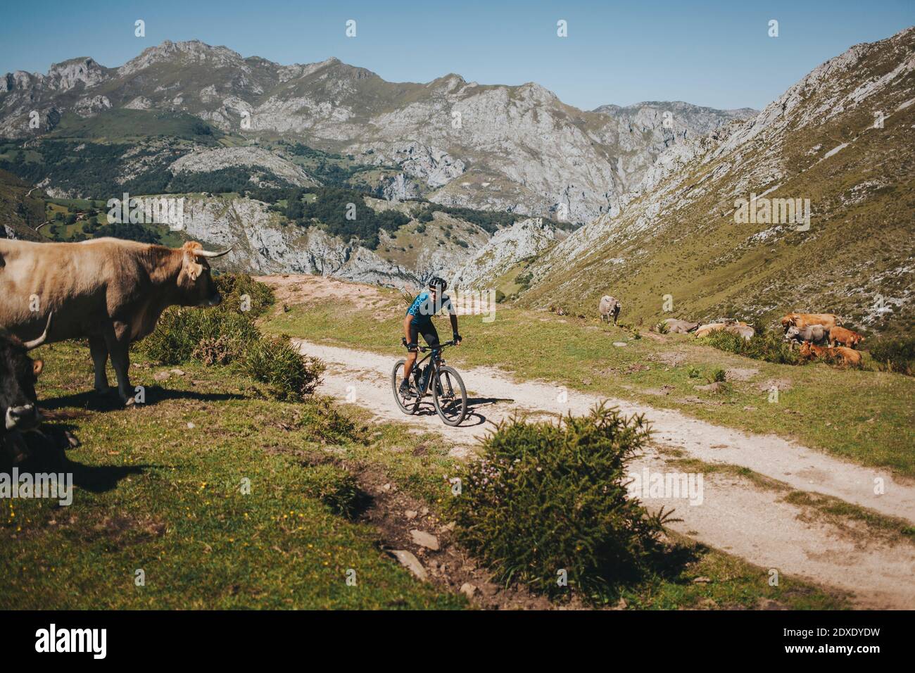 Ciclista maschile in mountain bike con mucca, Parco Nazionale Picos de Europa, Asturie, Spagna Foto Stock