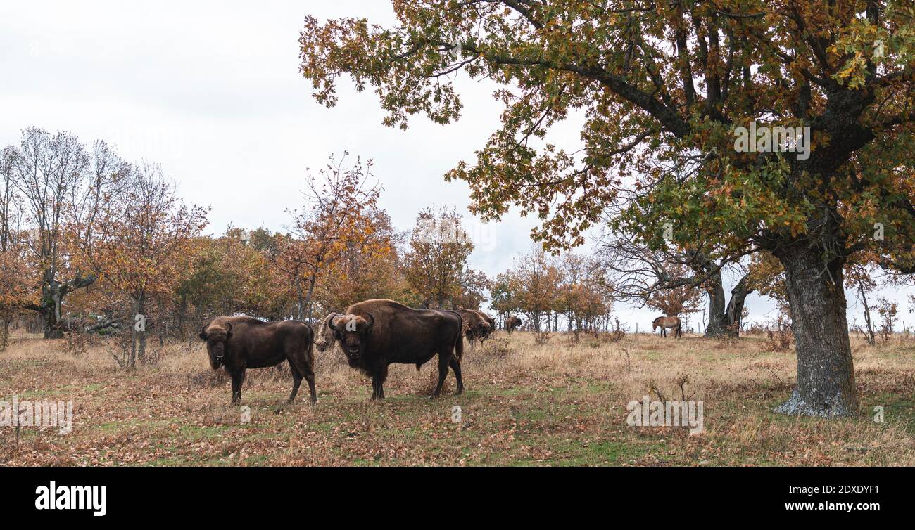 Bisonte in piedi all'aperto in autunno Foto Stock