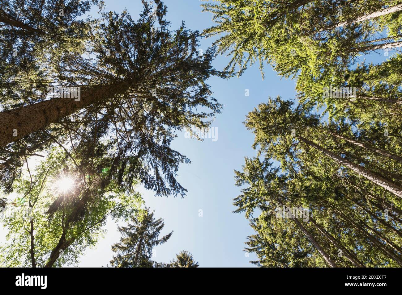 Sole che splende su tettoie di abeti nella Foresta Turingia Foto Stock