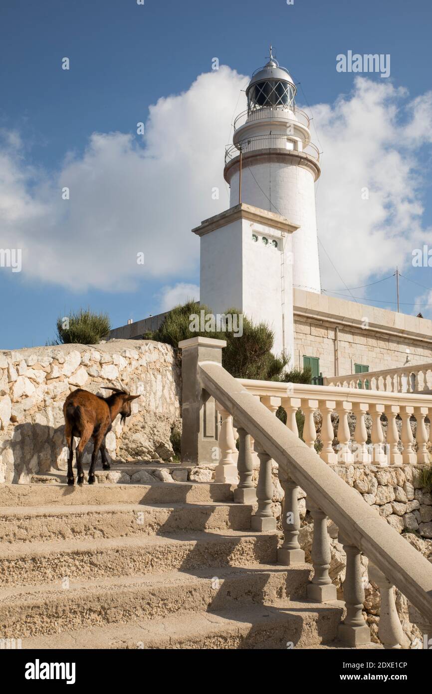 Spagna, Isole Baleari, Goat a piedi su gradini del Faro di Formentor Foto Stock