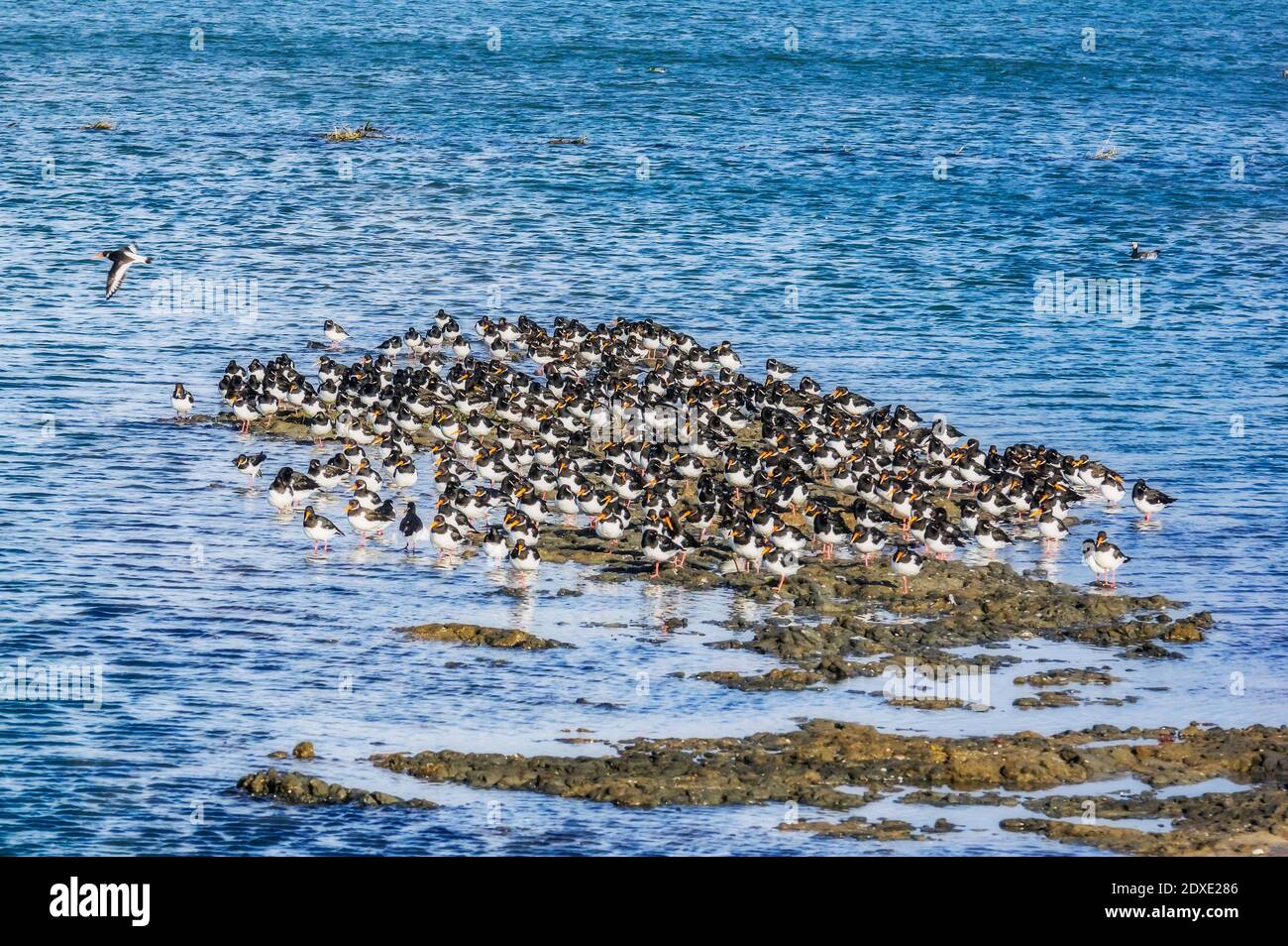 Gregge di ostriche in mare Foto Stock