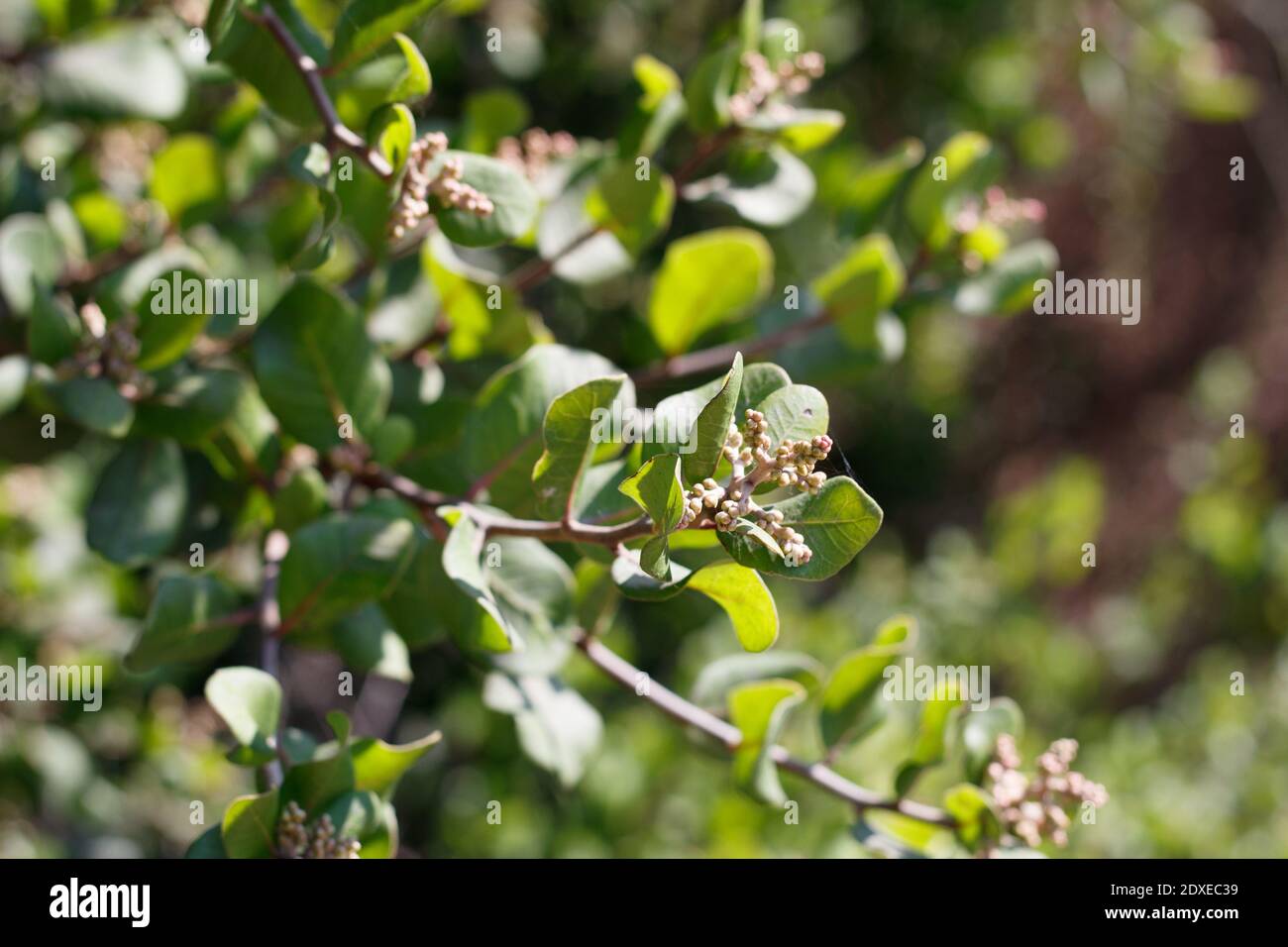 Boccioli di fiori di Tan, Sumac Bittersweet, Rhus integrifolia, Anacardiaceae, arbusto nativo, Marais d'acqua dolce di Ballona, Costa della California meridionale, Estate. Foto Stock