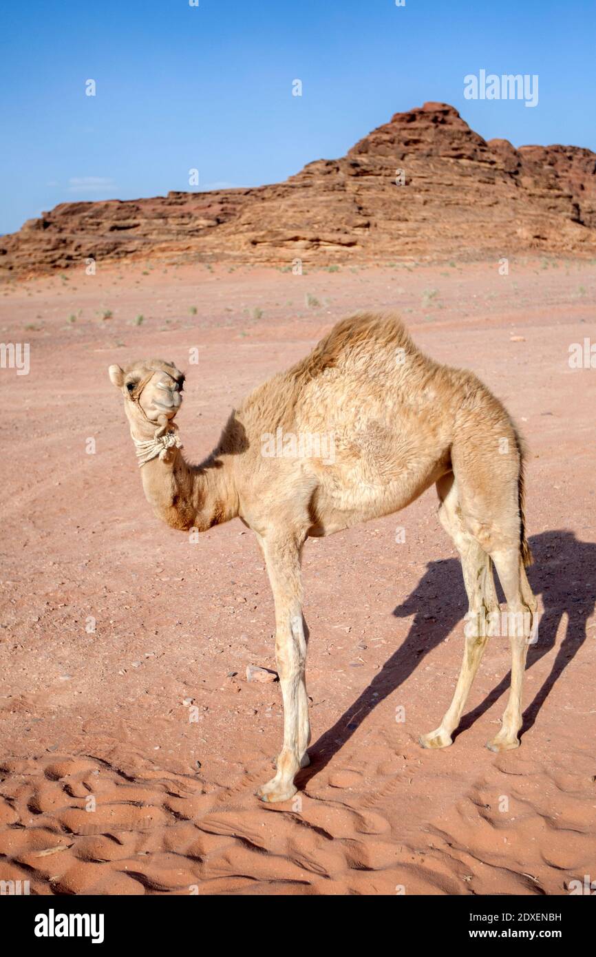 Un vitello di cammello si trova nel rum di Wadi in Giordania nel tardo pomeriggio. Conosciuta anche come la Valle della Luna, Wadi Rum è una valle tagliata nella pietra. Foto Stock