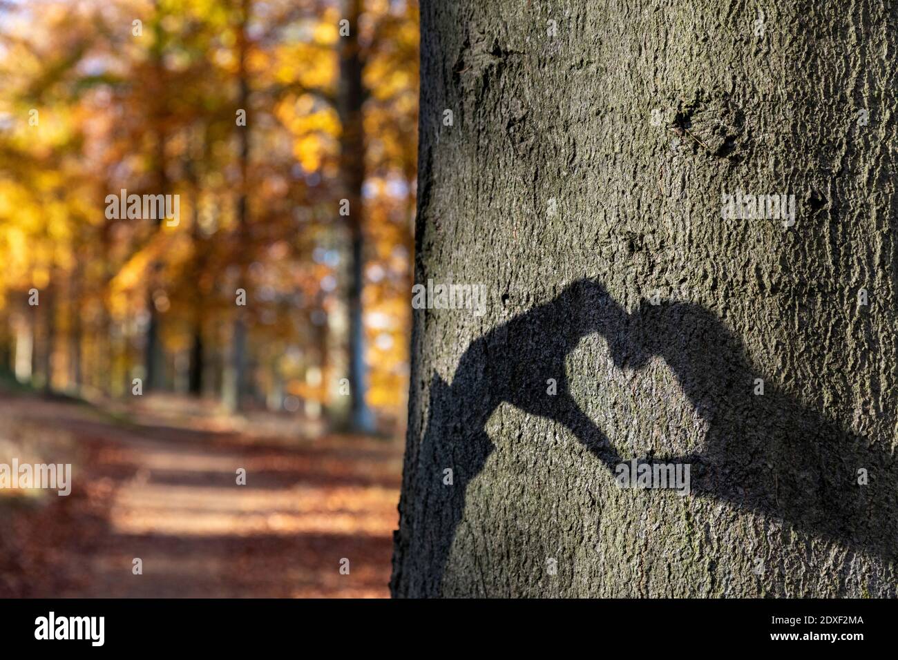 Ombra a forma di cuore su tronco di albero nel bosco di Cannock Chase Foto Stock