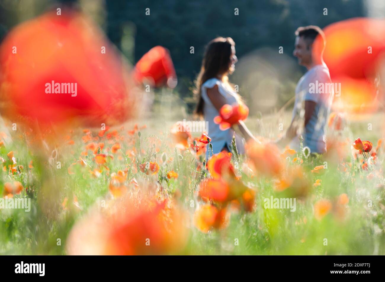 Giovane coppia romantica in campo di papaveri durante la primavera Foto Stock