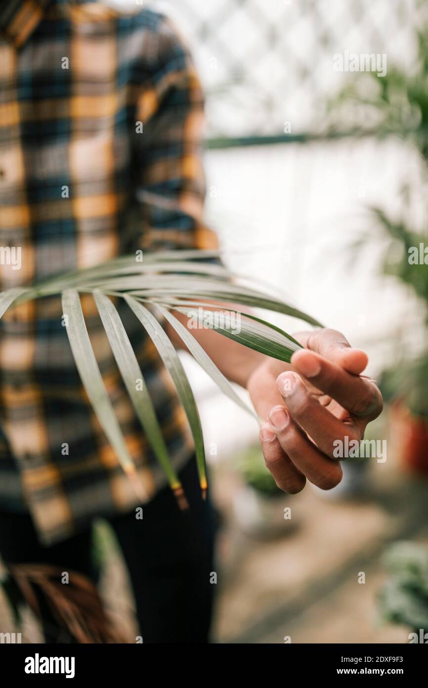 Lavoratore maschile che tocca foglie fresche mentre si trova in serra Foto Stock