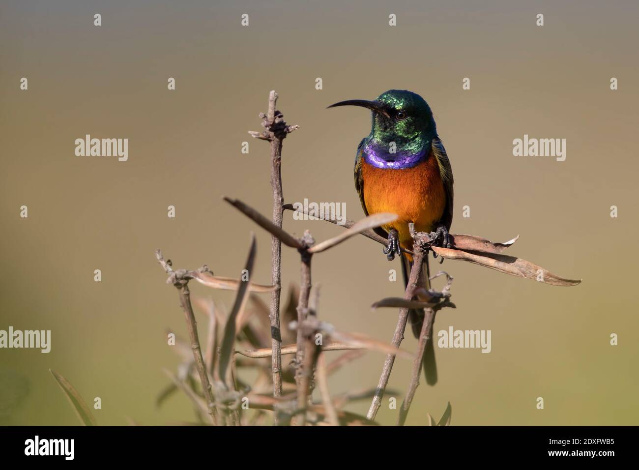 Orange Breasted Sunbird, Rooi Els, Sudafrica, dicembre 2018 Foto Stock