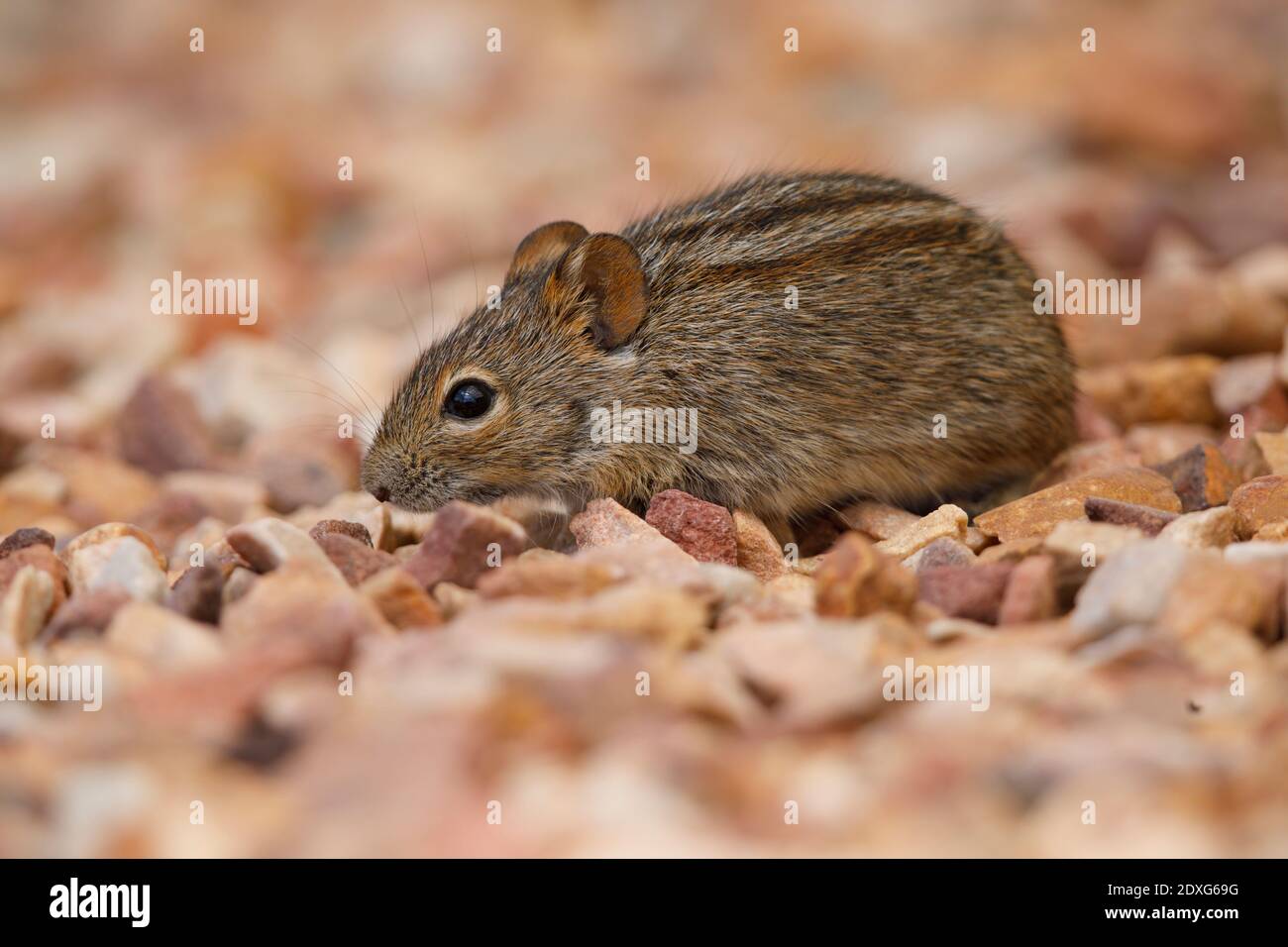 Topo di erba a quattro righe, De Hoop Nature Reserve, Sudafrica, dicembre 2018 Foto Stock