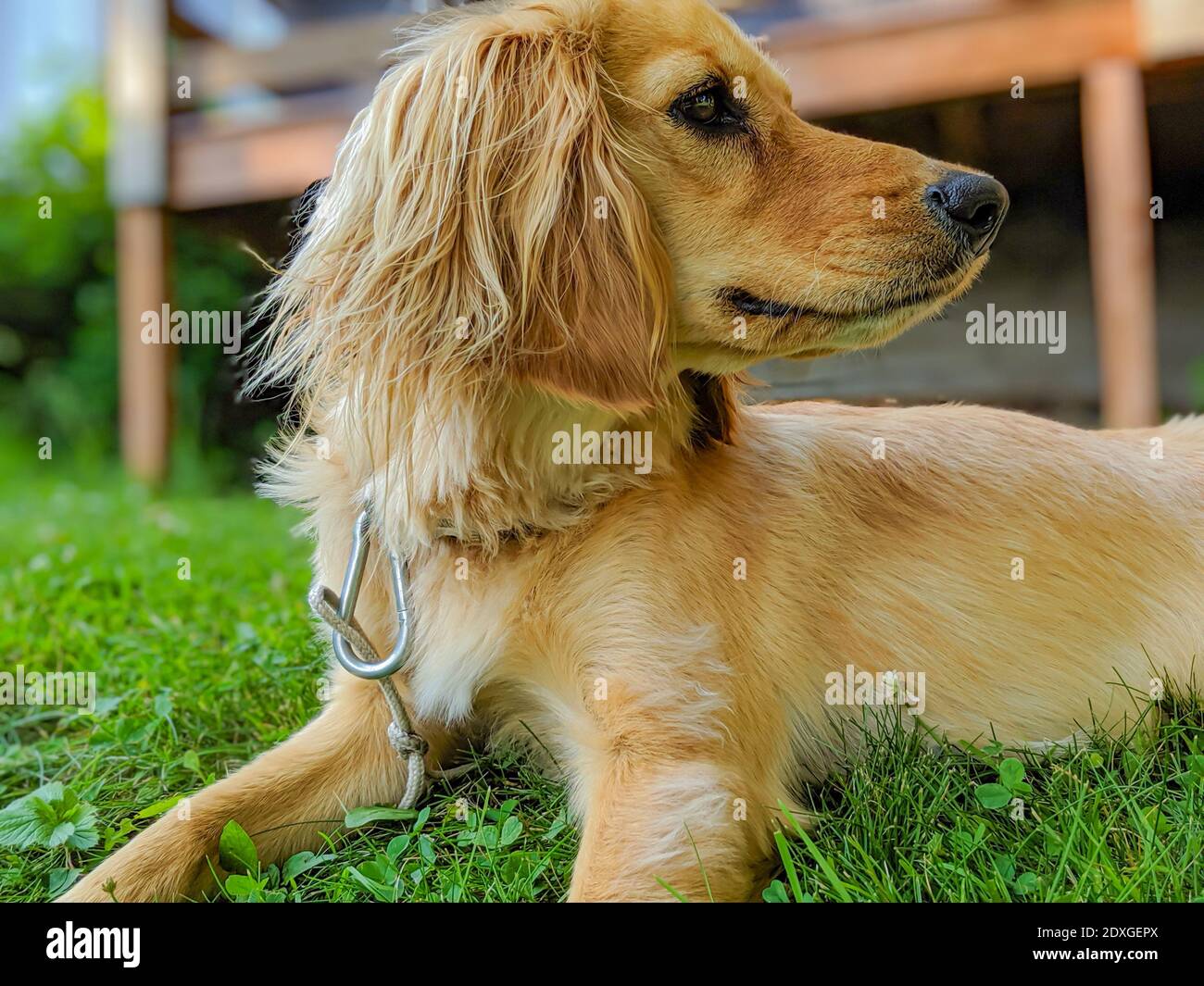 Closeup ritratto di Golden Retriever cucciolo che posa in cortile con erba verde Foto Stock