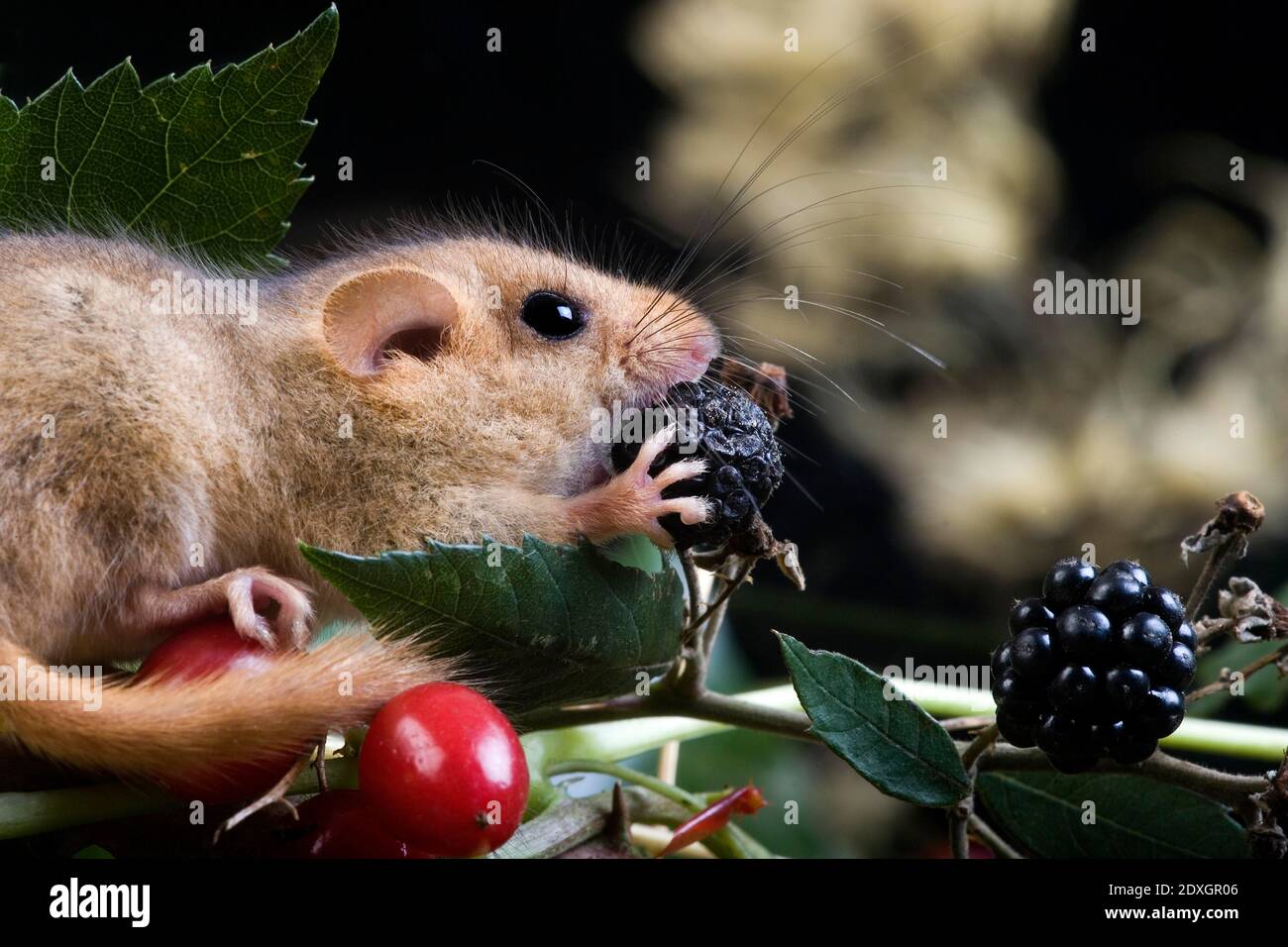Moscardino, Muscardinus avellanarius, Adulti mangiare Blackberry, Normandia Foto Stock
