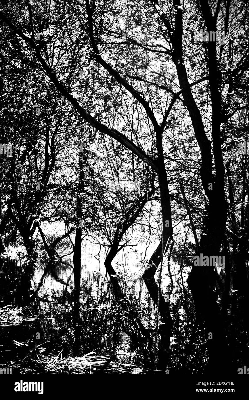 Immagine verticale di alberi in scala di grigi Foto Stock