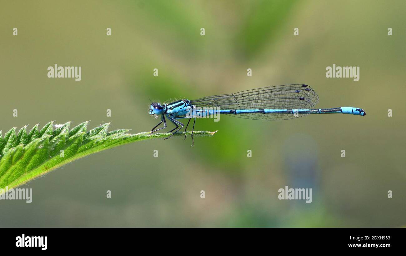 Comune damselfly blu su foglia di ortica isolato con sfondo fuori fuoco. Foto Stock