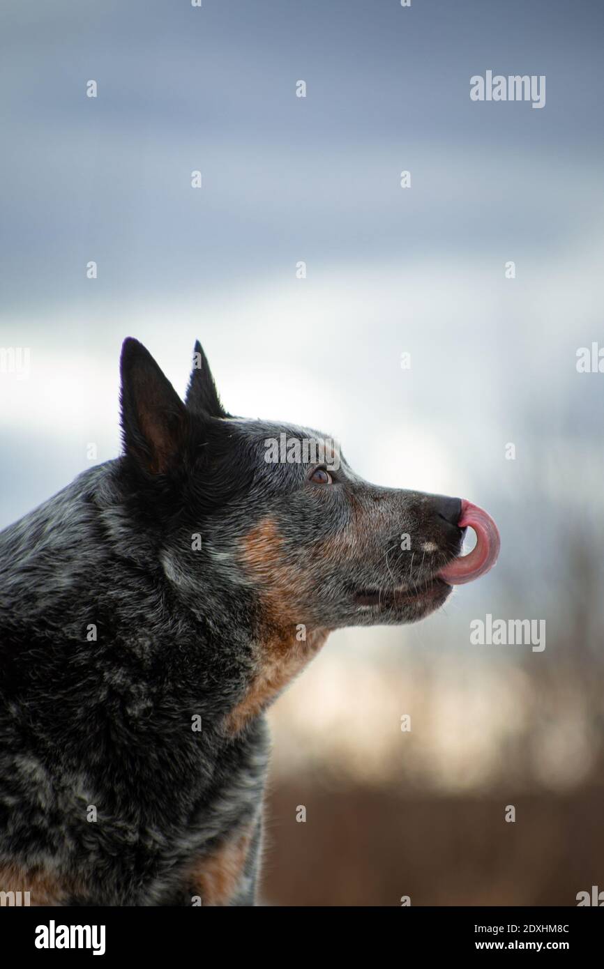 Allettante ritratto di un grigio con bianco rossastro puntinato grande Cane della razza Australian Healer con la sua lingua appesa fuori contro un beige-blu n Foto Stock
