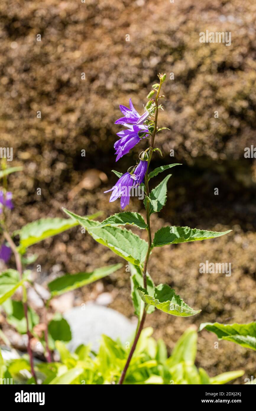 Creeping Bellflower, Knölklocka (Campanula rapunculoides) Foto Stock