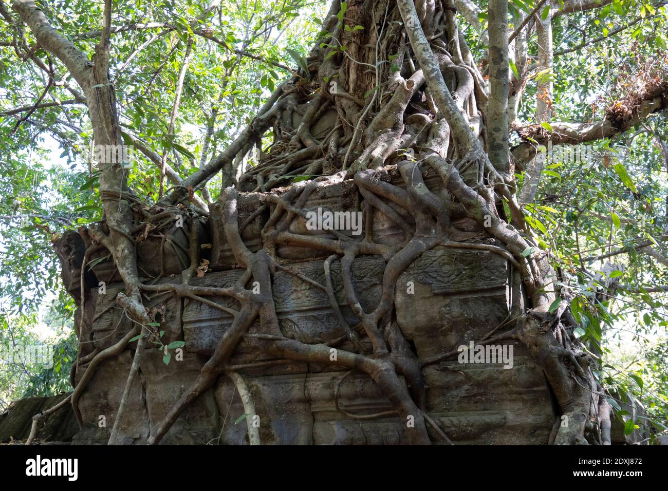 Radici di albero che crescono sopra e attraverso il tempio di Ta Prohm Foto Stock