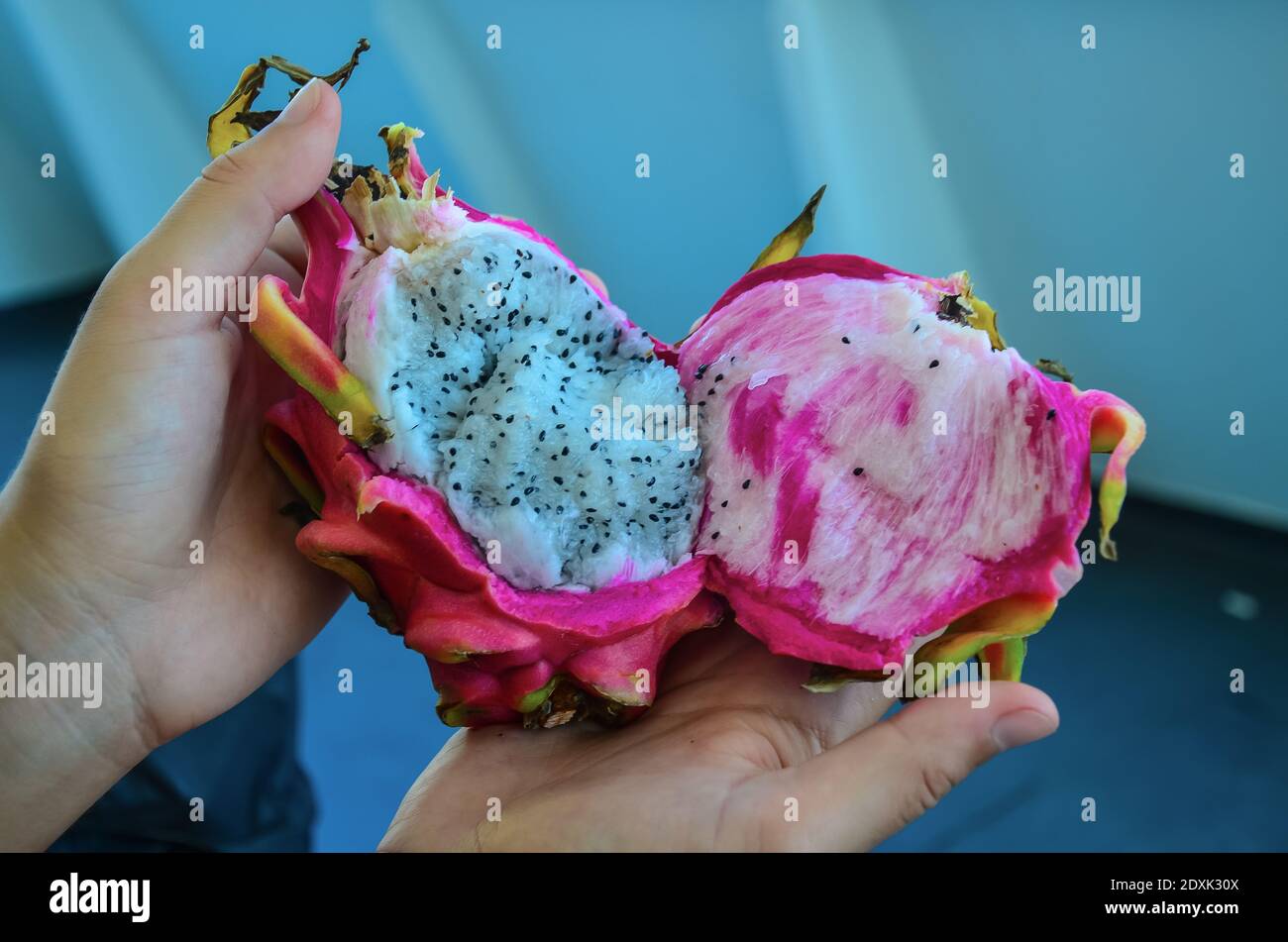 Un primo piano di mani che tengono un drago tagliato frutta Foto Stock