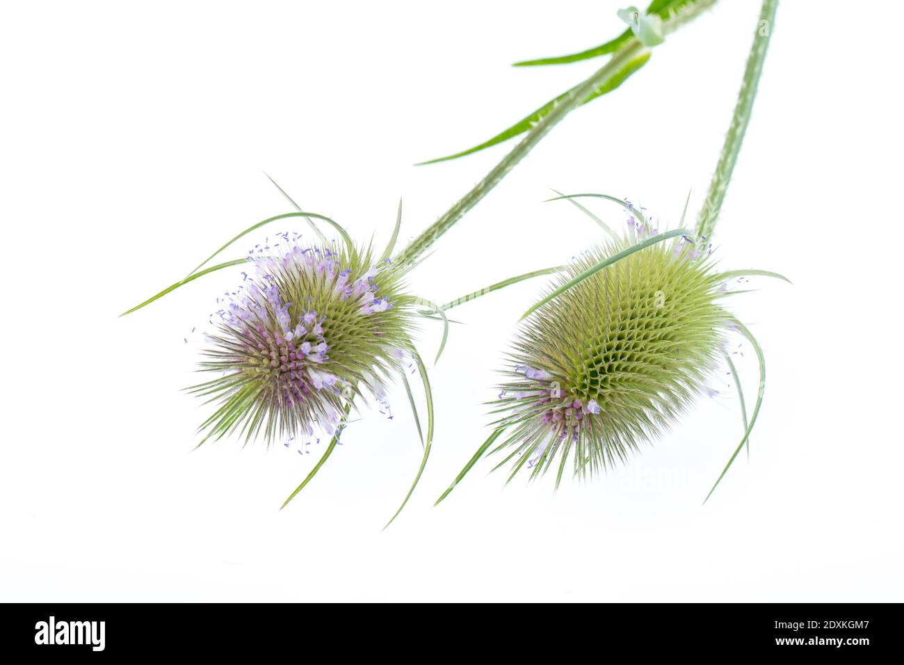 Piante curative: (Dipsacus sylvestris) Teasel - 2 fiori giacenti su bianco Foto Stock