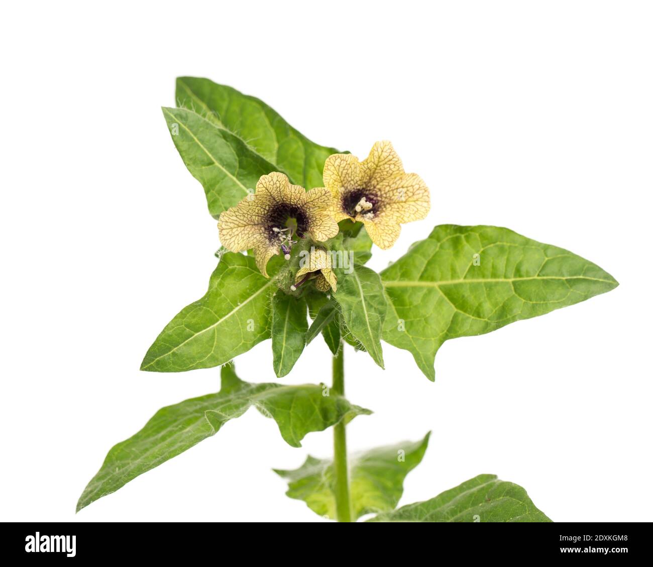 Piante curative: Henbane nero (Hyoscyamus niger) - fioritura e foglie su sfondo bianco Foto Stock