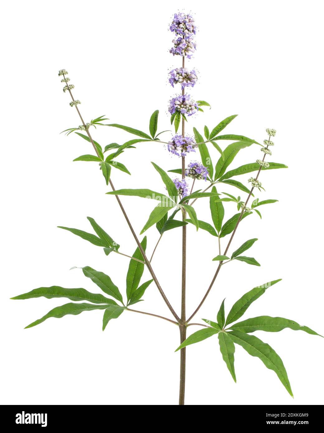 Piante curative: Chasteberry (Vitex agnus-castus) - isolato su sfondo bianco Foto Stock