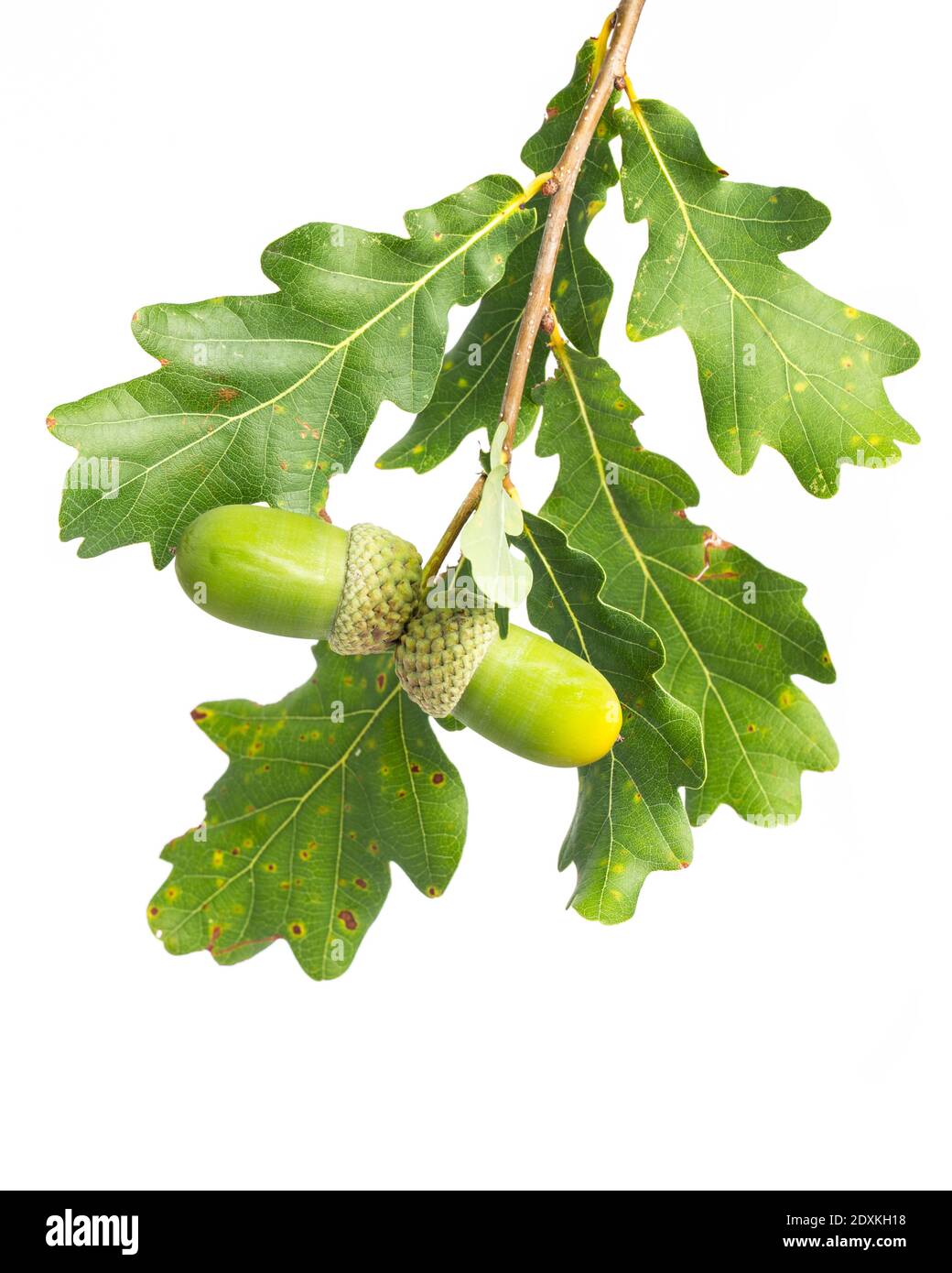 piante curative: quercia (quercus) ramoscello su sfondo bianco Foto Stock
