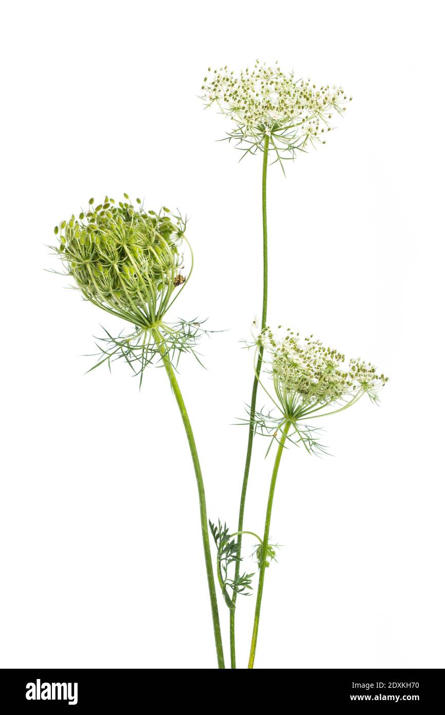 Piante curative: Carota selvatica (Daucus carota) - di fronte a sfondo bianco Foto Stock
