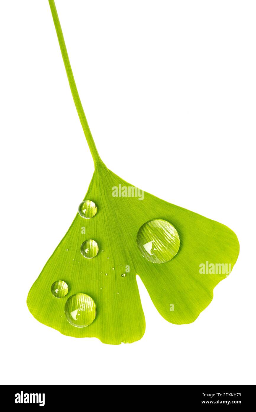 Una foglia di ginkgo con gocce d'acqua Foto Stock