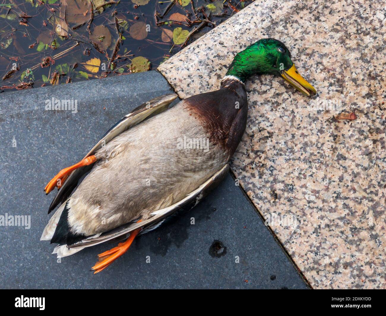 Anatra morta sul bordo di marmo Foto Stock