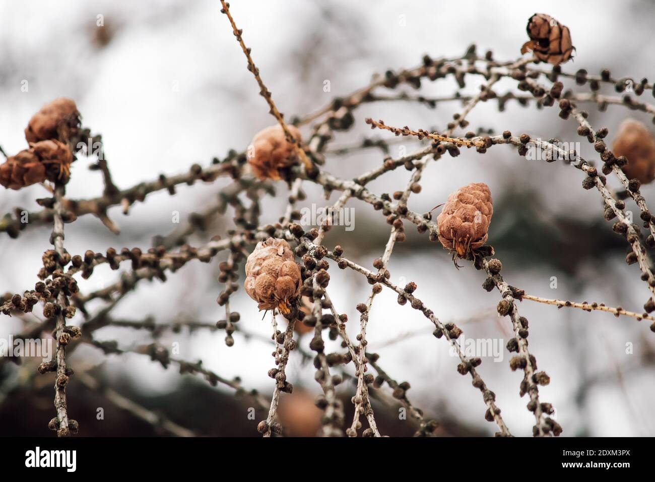 Piccoli coni marroni su un ramo di albero in inverno. Sfondo sfocato, messa a fuoco selettiva. Foto Stock