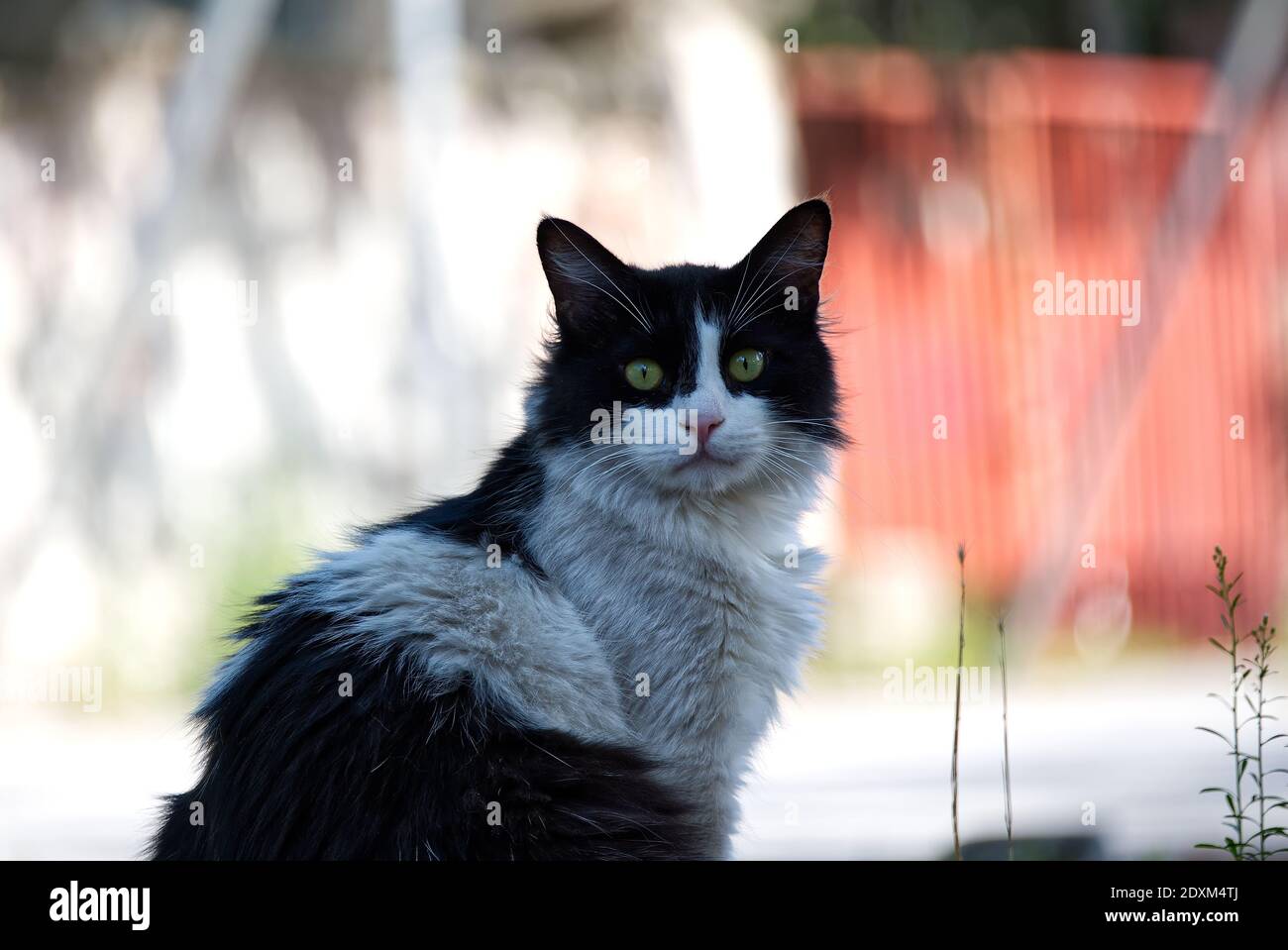 Gatto nero e bianco maschio randagio, gatto guardando la macchina fotografica Foto Stock