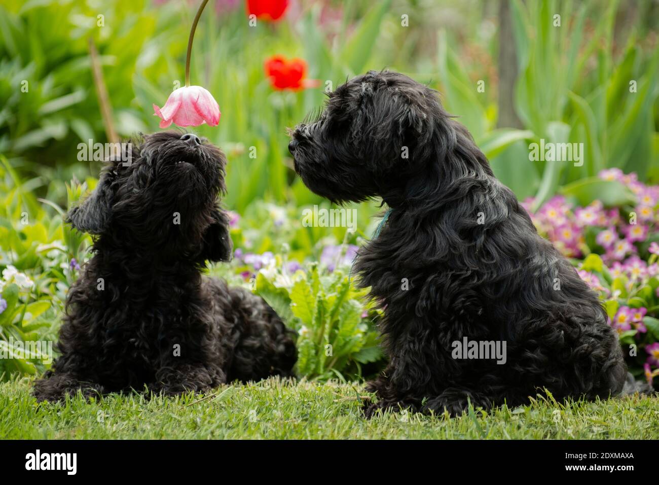 Due cuccioli di schnauzer in miniatura nera che giocano con tulipani rossi un prato verde in estate Foto Stock