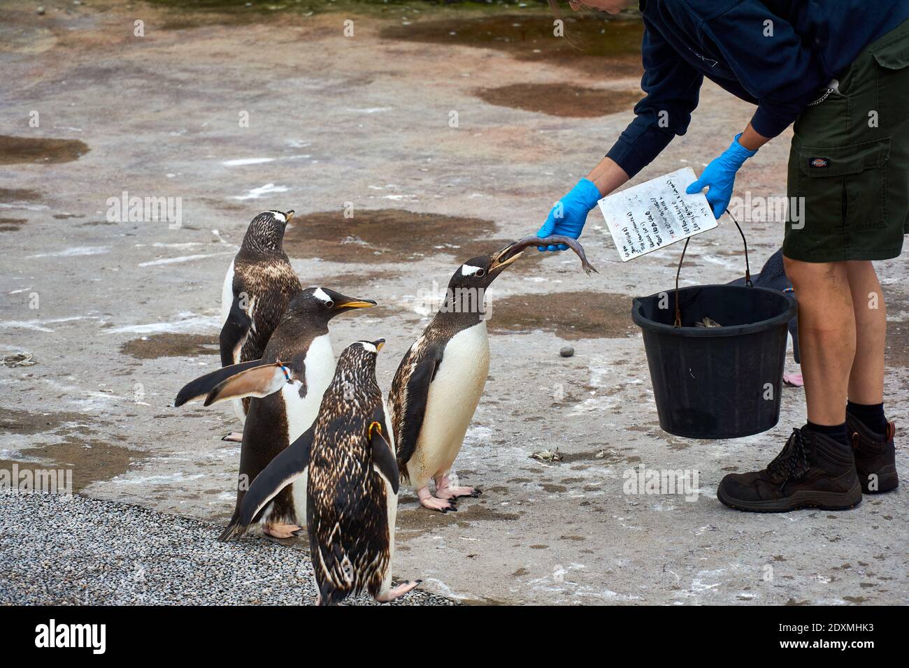 Tempo di alimentazione dei pinguini Gentoo in cattività nello zoo di Edimburgo RZSS, Scozia, Regno Unito Foto Stock