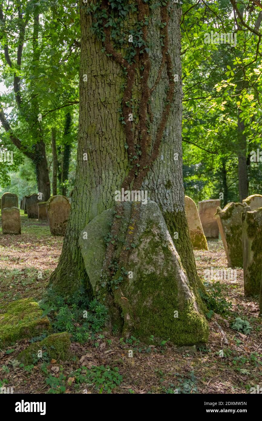 Dettaglio di uno storico cimitero ebraico vicino a Berlichingen a Hohenlohe, una zona nel sud della Germania nel periodo estivo Foto Stock