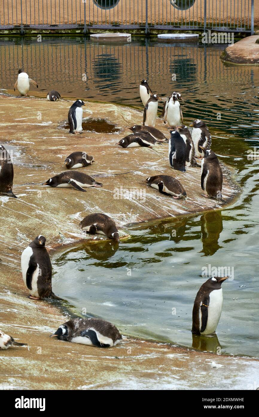 Pinguini Gentoo in cattività nello zoo di Edimburgo RZSS, Scozia, Regno Unito Foto Stock