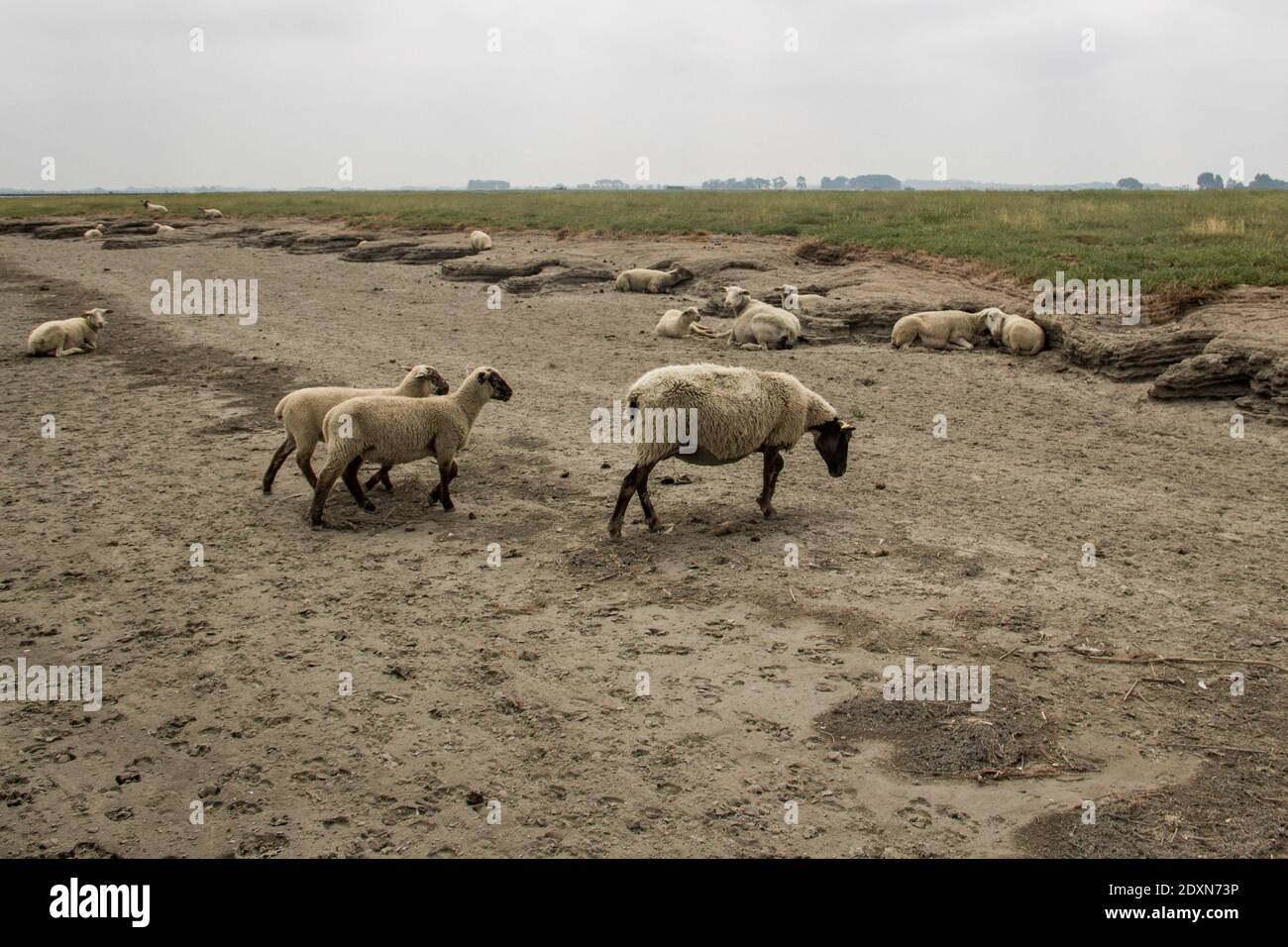 FRA - TURISMO - MONT SAINT-MICHEL Mont Saint-Michel, estate 2018, turismo e luoghi emblematici. Polder e pecore da prati salati. FRA - TOURISME Foto Stock