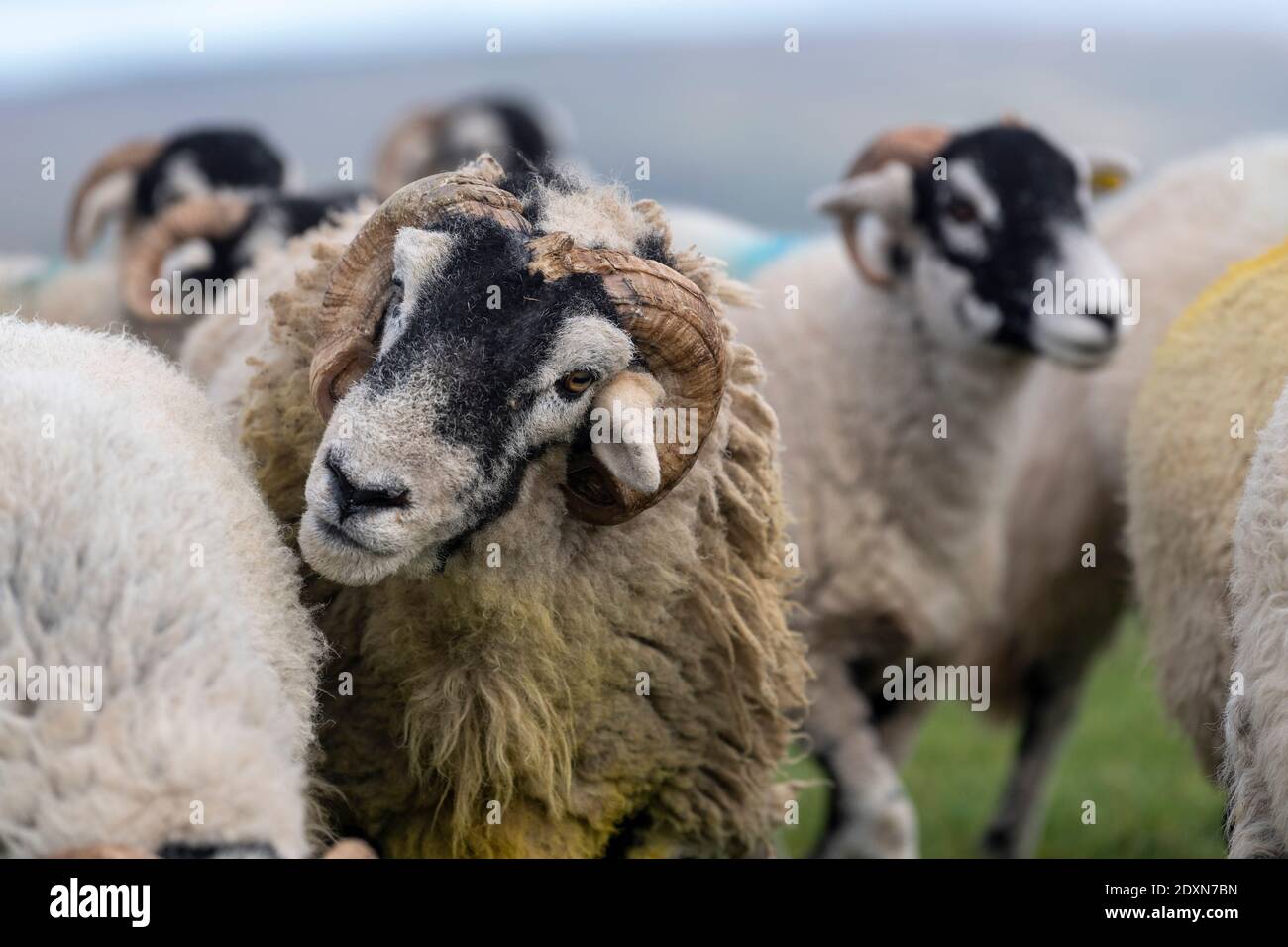 Ram swaledale in campi con pecore al momento della topping, o la stagione di allevamento, in autunno. North Yorkshire, Regno Unito. Foto Stock