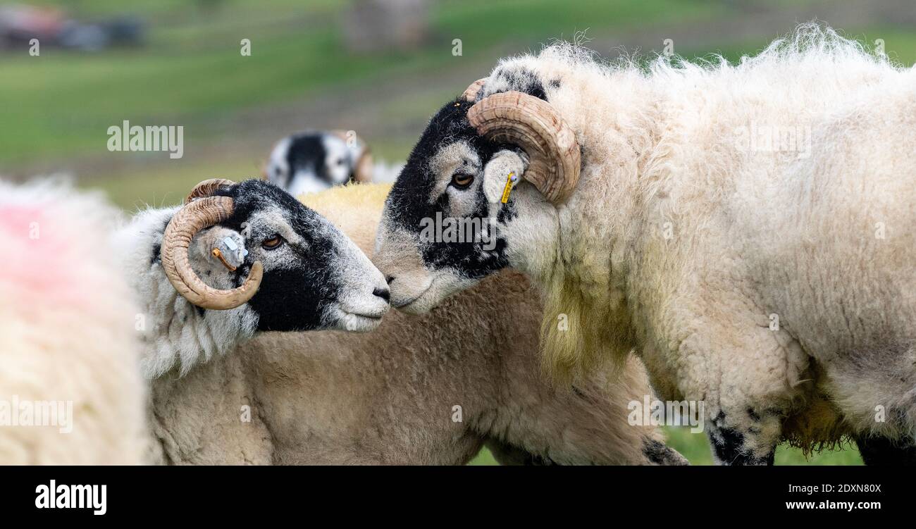 Ram swaledale in campi con pecore al momento della topping, o la stagione di allevamento, in autunno. North Yorkshire, Regno Unito. Foto Stock