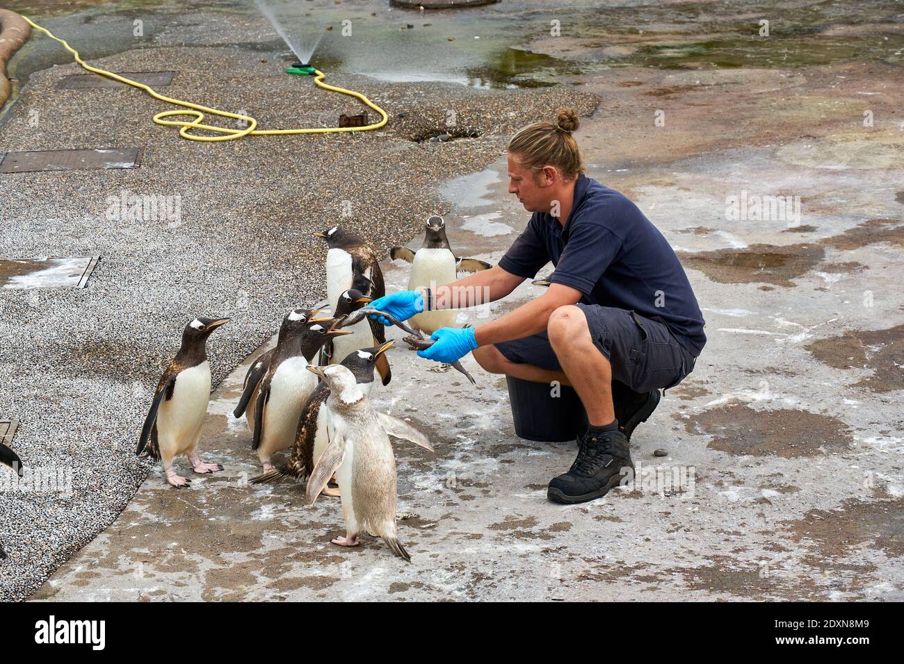 Tempo di alimentazione dei pinguini Gentoo in cattività nello zoo di Edimburgo RZSS, Scozia, Regno Unito Foto Stock