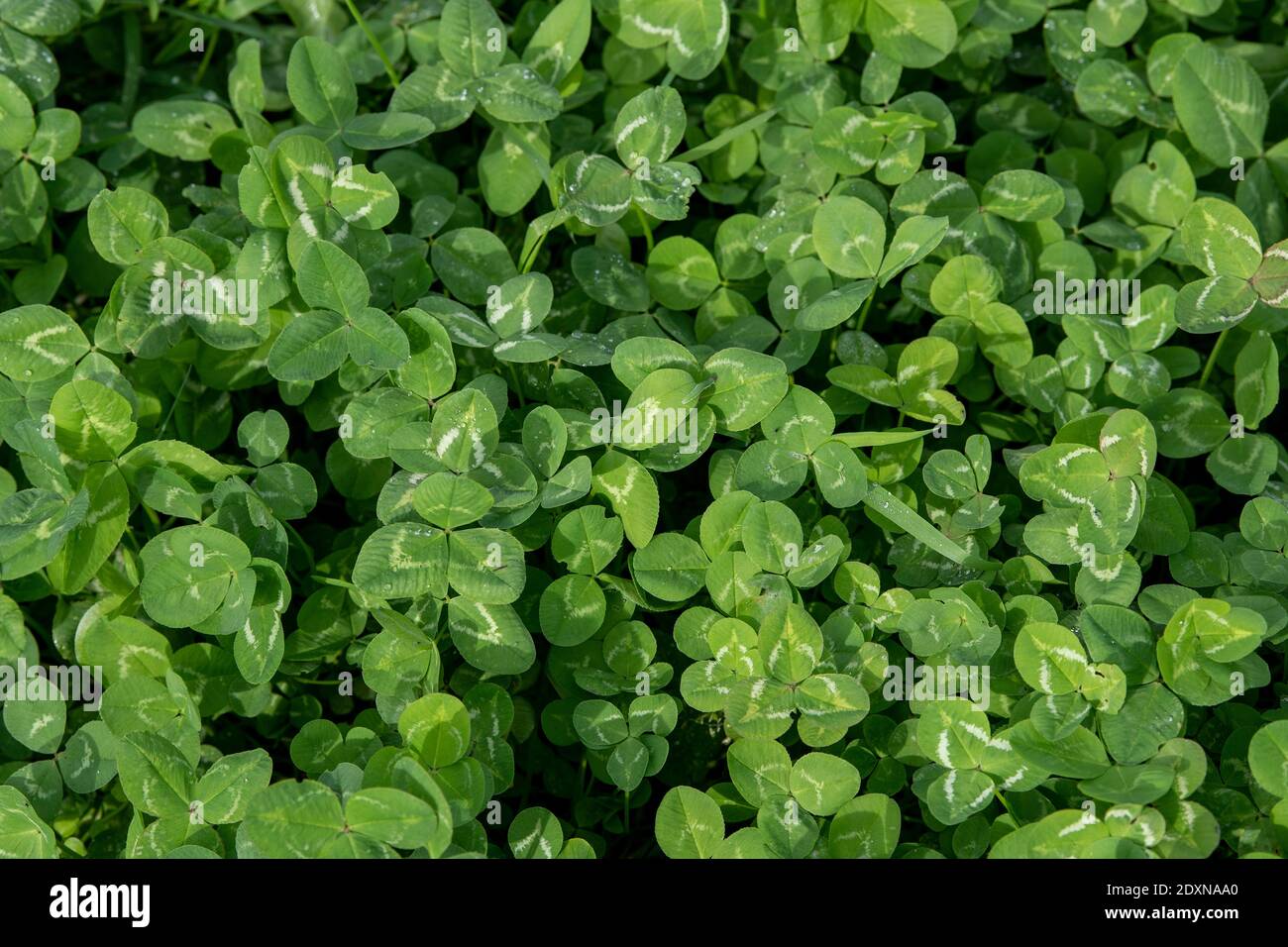 Clover trama che cresce in un prato fattoria. Cumbria, Regno Unito. Foto Stock