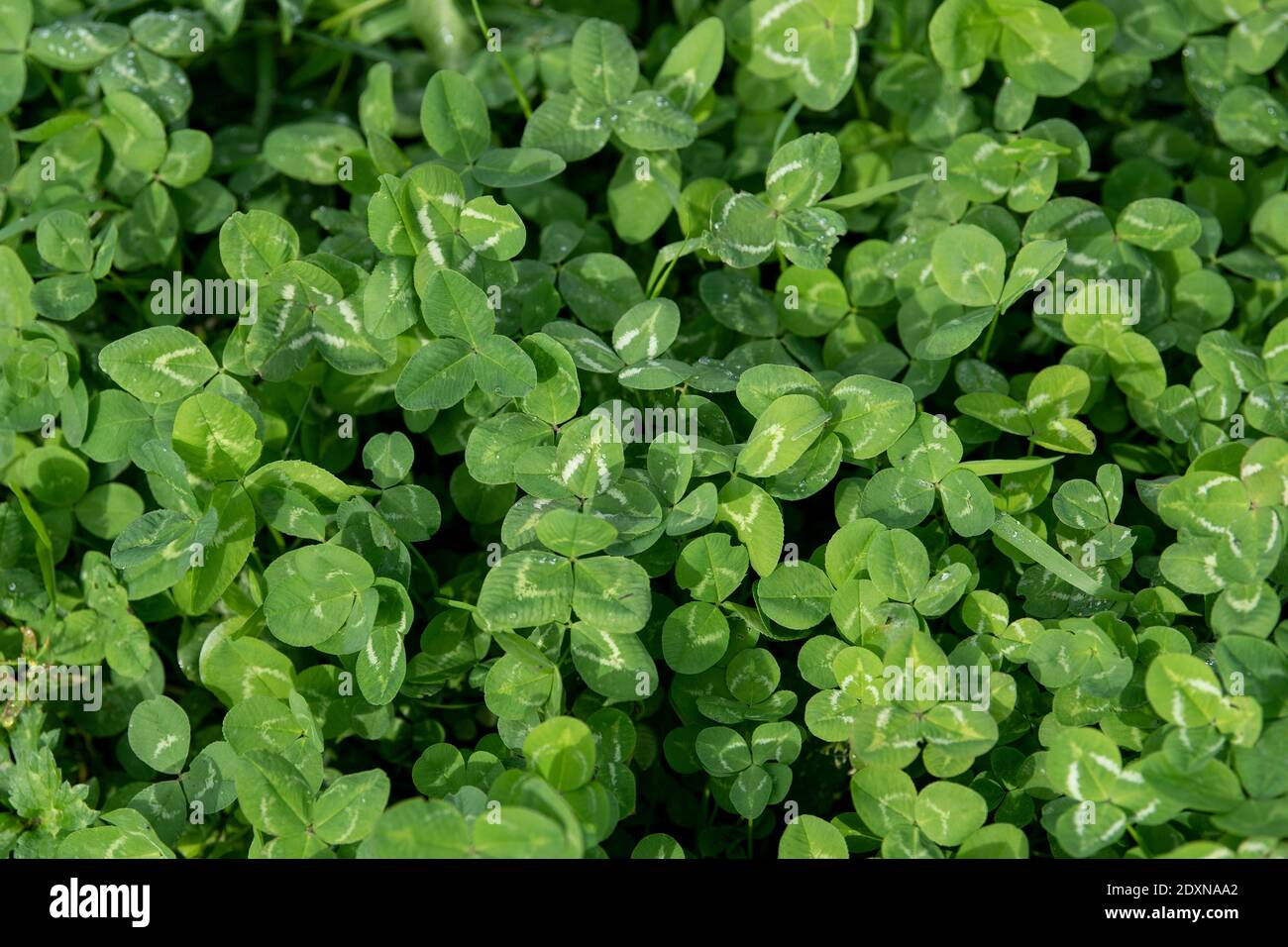Clover trama che cresce in un prato fattoria. Cumbria, Regno Unito. Foto Stock