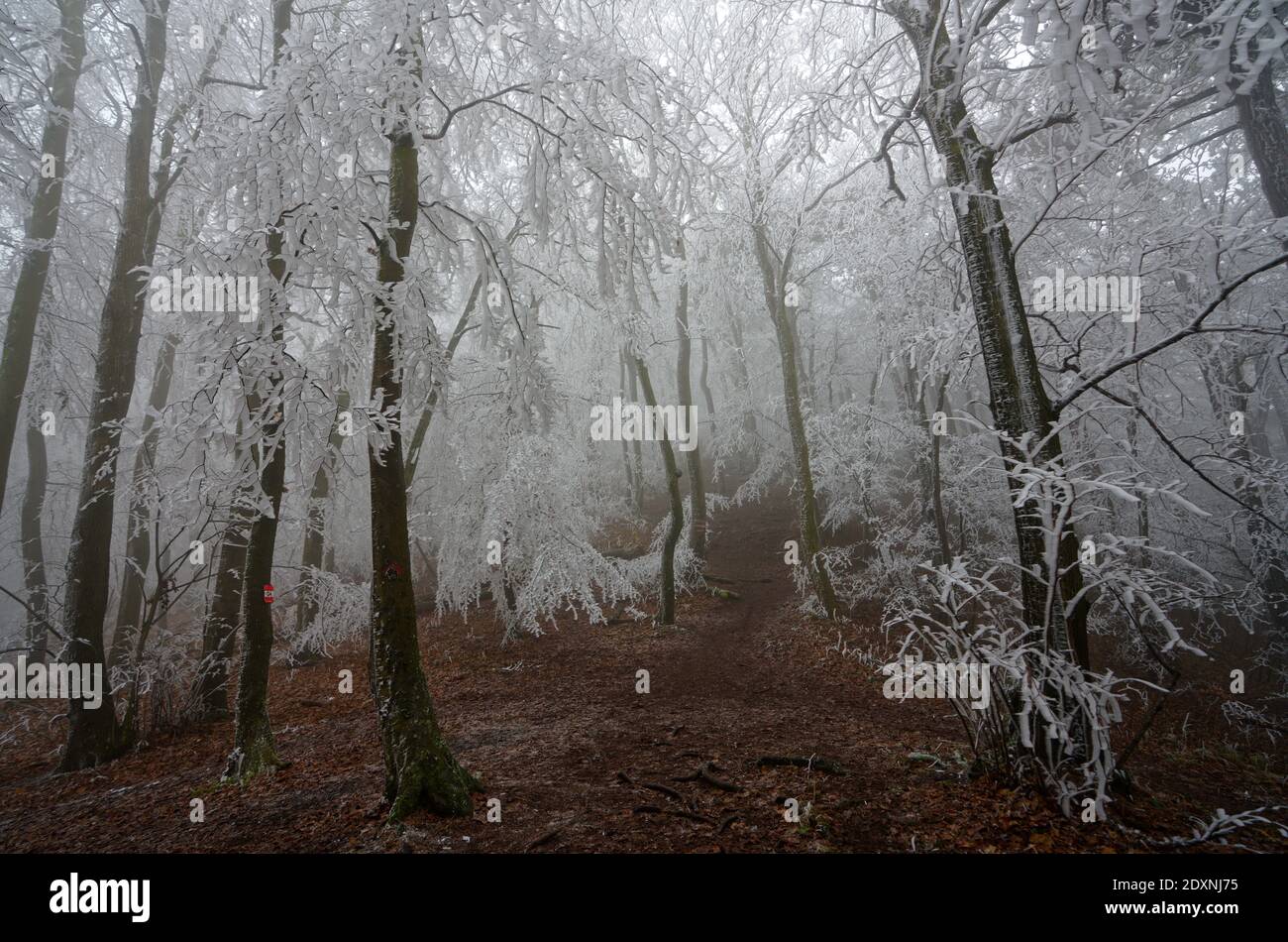 Vista panoramica di una foresta ghiacciata Foto Stock