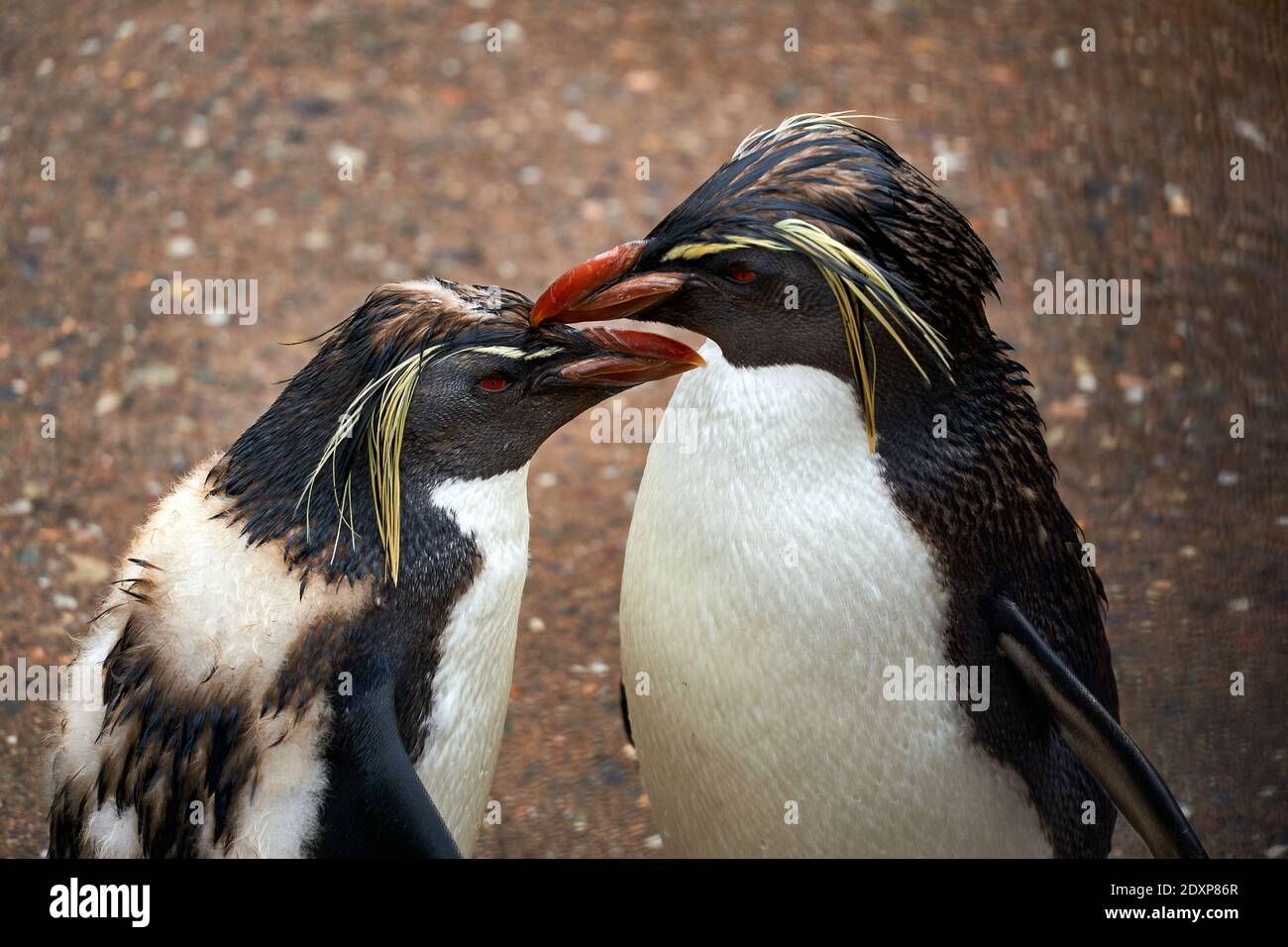 Due pinguini della Northern Rockhopper in cattività nel RZSS Edinburgh Zoo, Scozia, Regno Unito Foto Stock