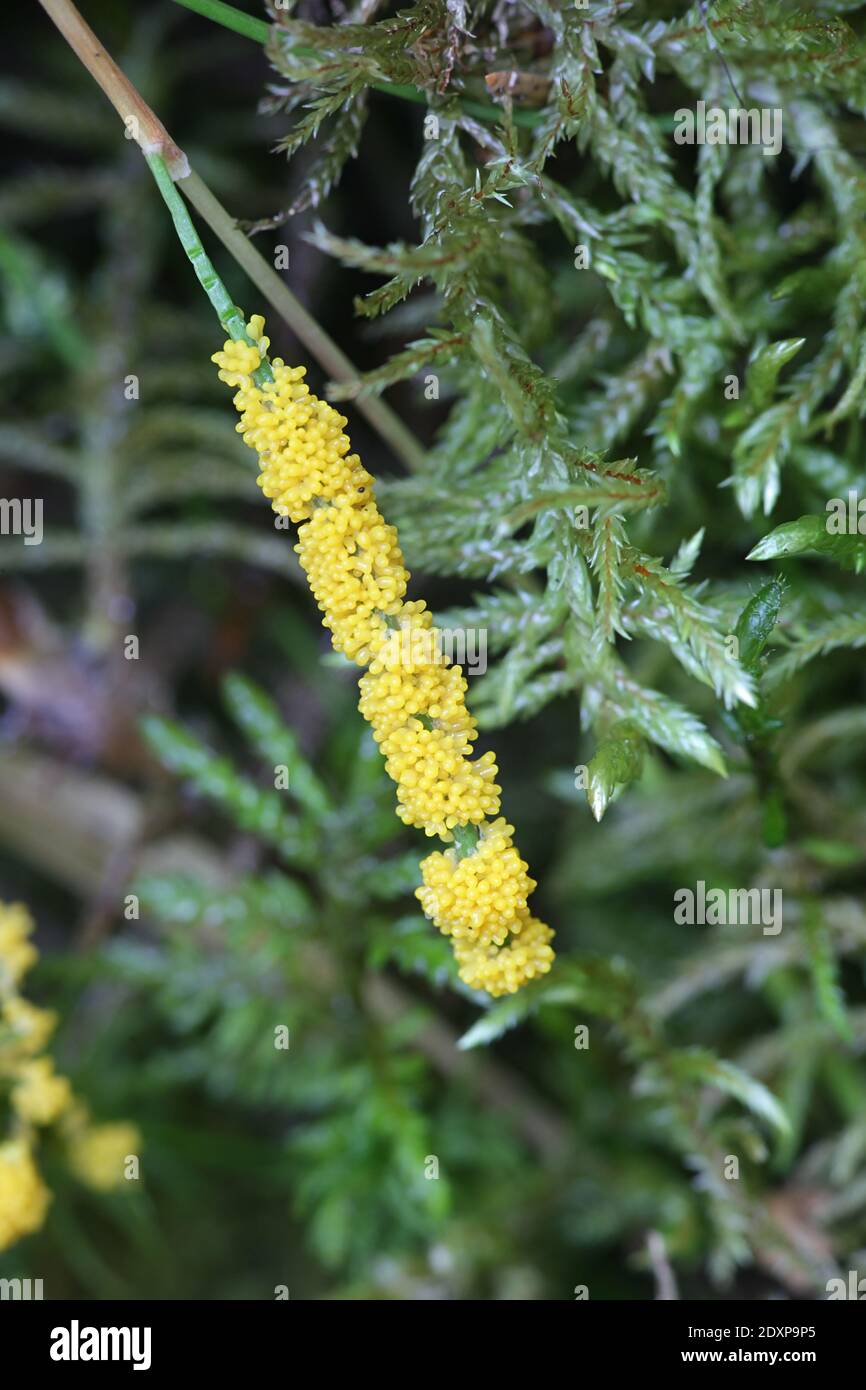 Physarum virescens, stampo giallo di lime dell'Ordine Physarales Foto Stock